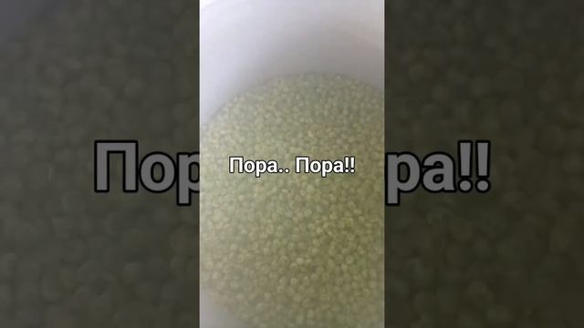 консервируем зелёный горошек..