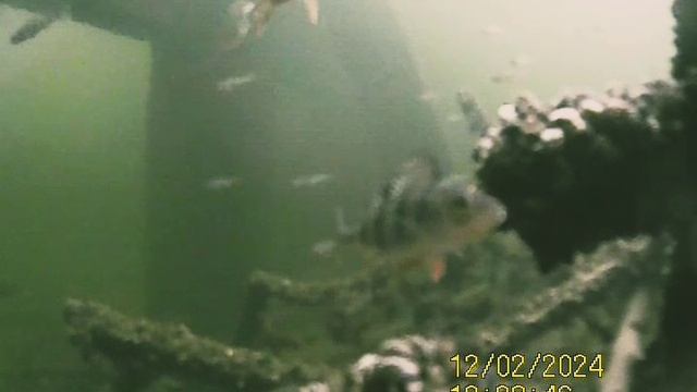 1000034244.mp4Волга гл.4м.02.12.2024г.