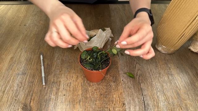 Распаковка посылки с комнатными растениями » Совместная закупка