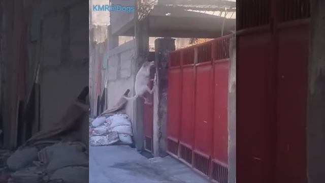 Что только не сделаешь, чтобы скандал не заканчивался😠😂 ( видео про собак )