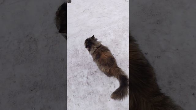 Ласковый кот