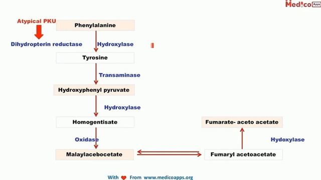 Disorders of Phenylalanine & Tyrosine