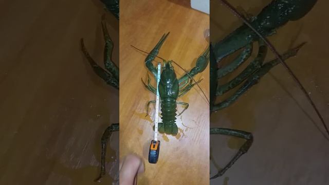Чучело рака.Ссылка на полное видео: https://youtu.be/OMqRXzB2FmE?si=t69rbNkbrb-PTuCF