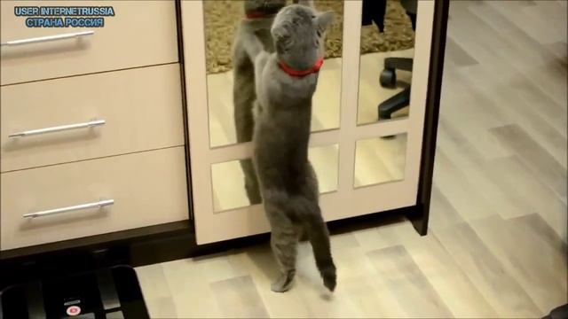 Танцуют все   дискотека 80 х Белые розы ПРИКОЛЫ