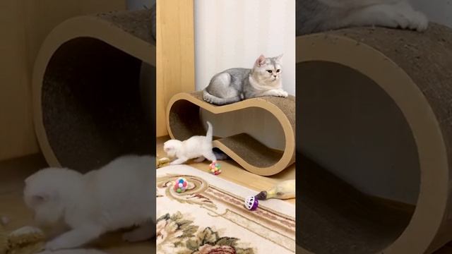 Котятам кошки Кайли 26 дней.