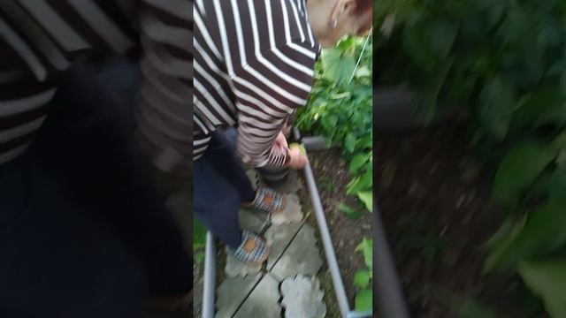 Баба Рая рвёт в теплице