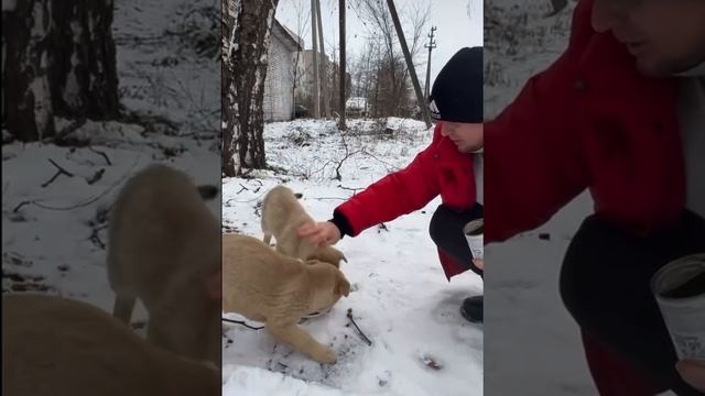 БЕЗДОМЫШИ НА ДОРОГЕ