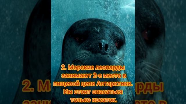 Морской леопард. Интересные факты. 2 часть!