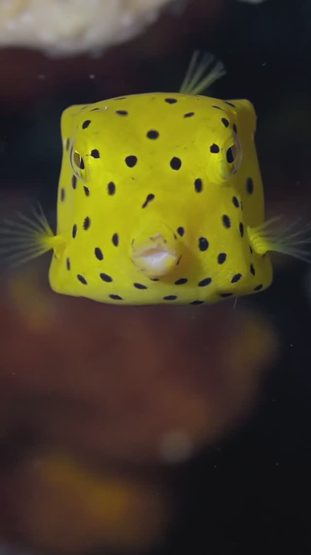 Juvenile yellow boxfish