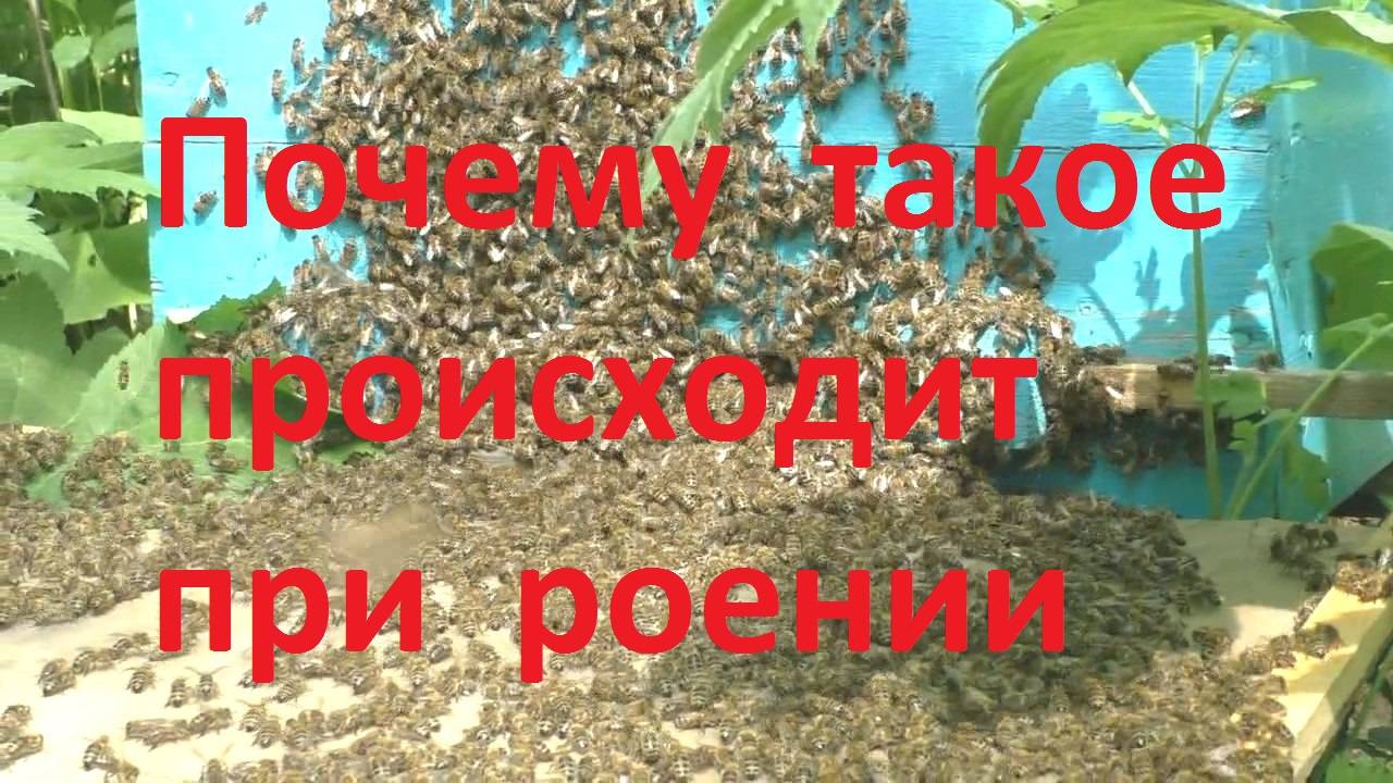 И такое может случиться при роении пчел