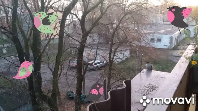 Заметки орнитолога)