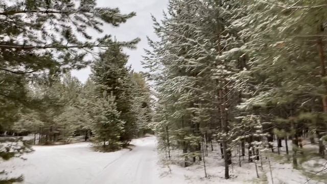 А мы в лесу были, на горках катались.