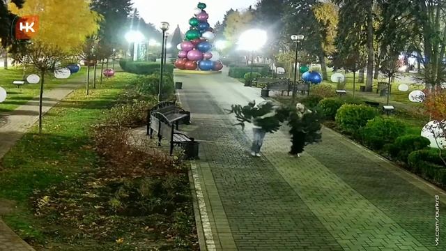 Воруют елки на Красной в Краснодаре..