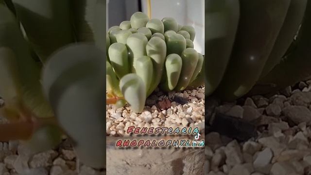 Супер суккуленты
