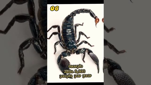 Top 10: World’s most dangerous animals 🐕🦺 Susan bro 2023