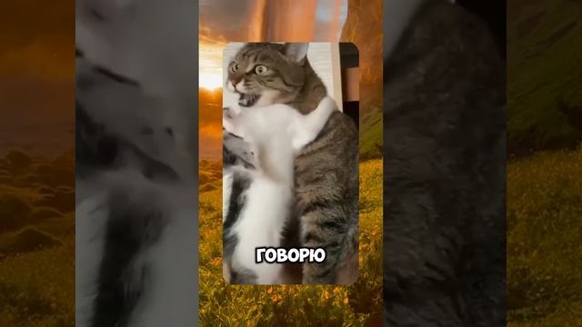 НЕ ДОТЯГИВАЮСЬ - ROMEO BARSKIY 😂 #cat #trending #юмор