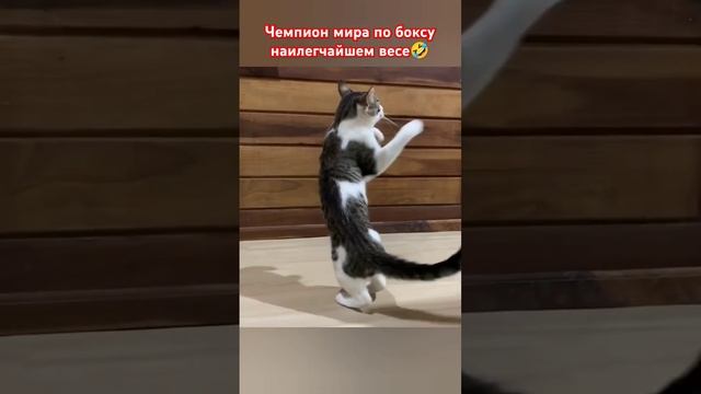 Кот боксёр!