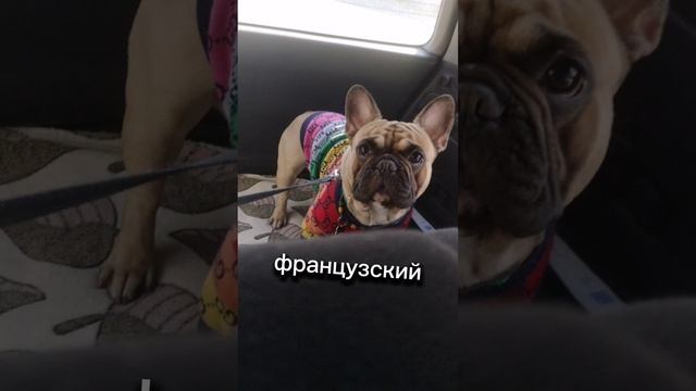 🐕🐶☃️❄️😎