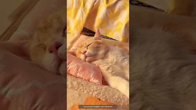 Гамак для животных