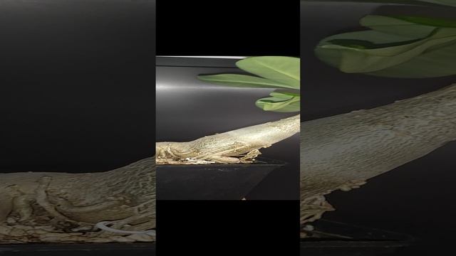VID_20241202_083845