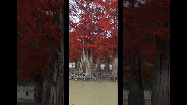 Благодарю ноябрь..(премьера)