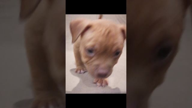 lv_0_20241202114930.mp4