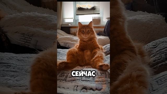 Вот такое доброе утро 😸#коты #кошки #питомцы