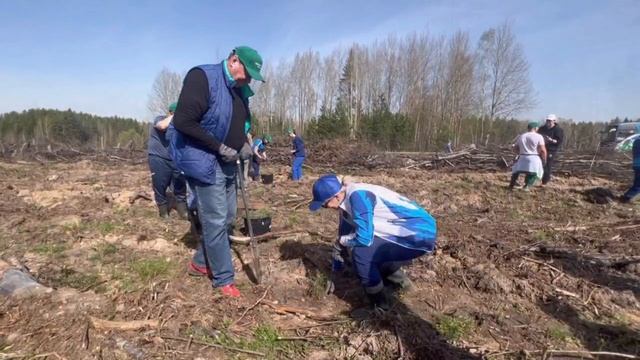 Лес24_Итоговое видео