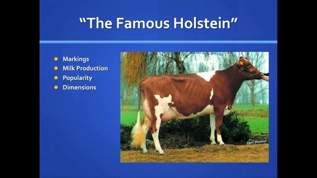 US Dairy Breeds - Holstein
