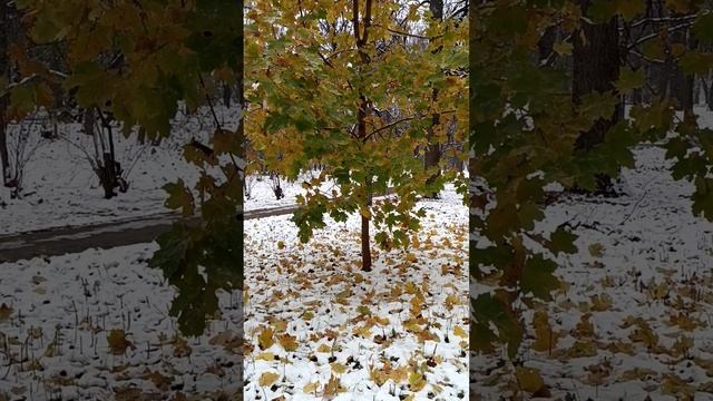 В Москве идет снег. Парк Березовая Роща. 06.11.2024 (11:28) (м.Полежаевская).