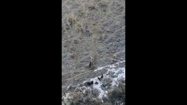 Волки против собак