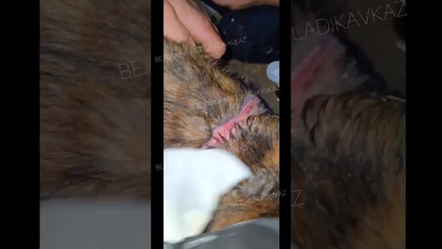 ОН ГНИЁТ УЖЕ НЕКОТОРОЕ ВРЕМЯ