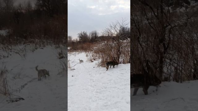 собачки