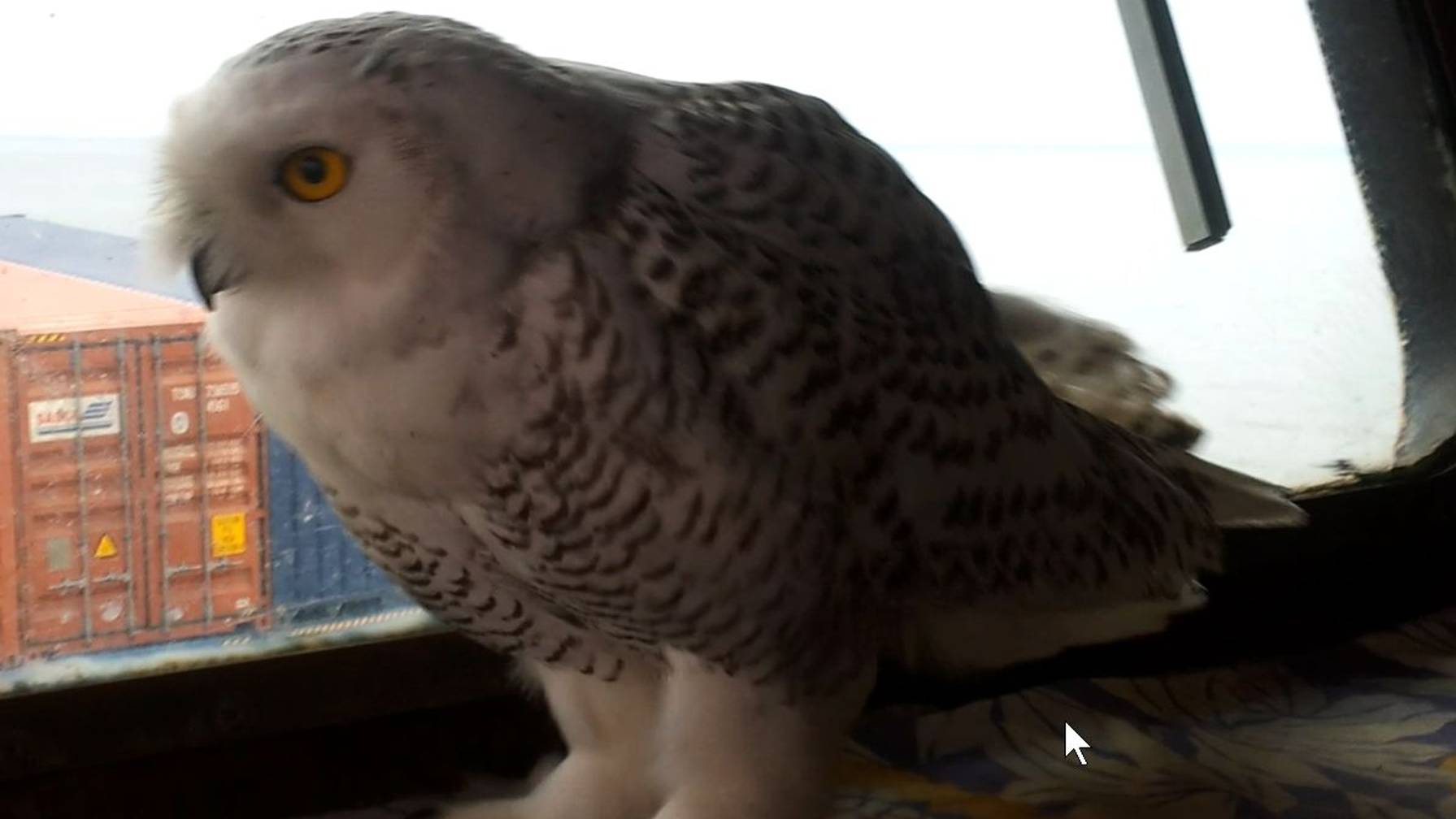 Завтрак для Совы.Breakfast for the Owl.