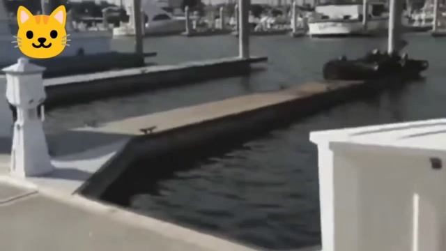 Сборник видео . Смешные животные .