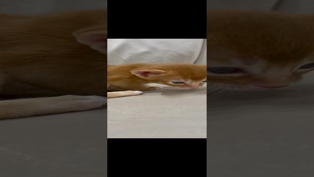 Абиссинский котенок