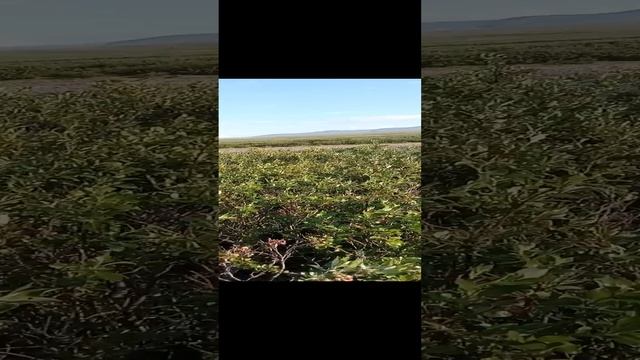 Сезон 15 серия 47 Мазахизм