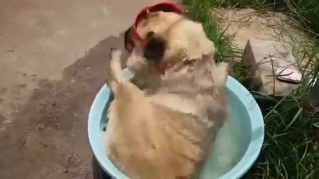 Какое удовольствие