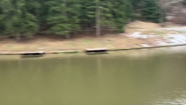 Forest Fishing 2.12