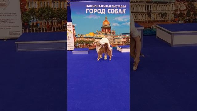 Готовимся к рингу