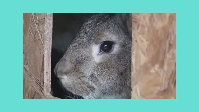 Английский для детей Игра-викторина «Части тела»