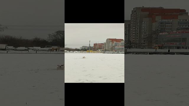 Прогулка с Беллой 😎🐶❄️