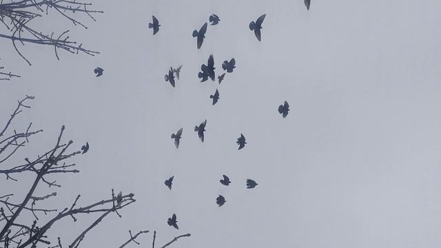 голуби