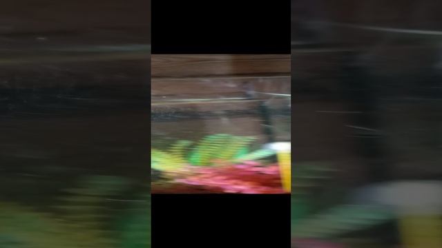 VID_20241202_121814.mp4
