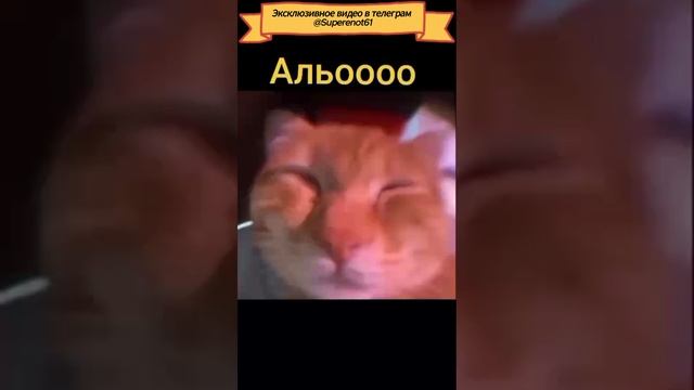 Звонок из КотБанка