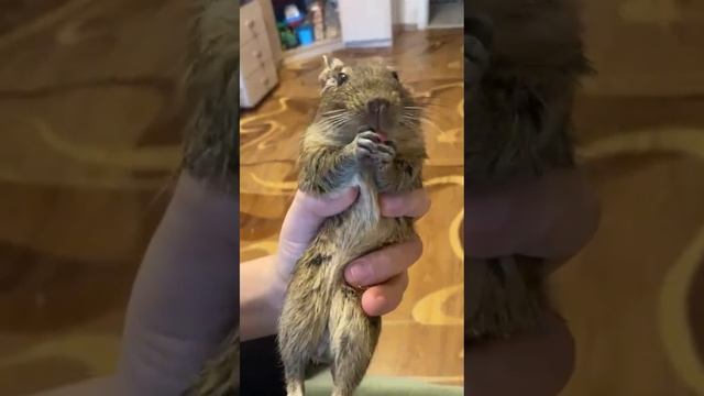 Как он вкусно ест