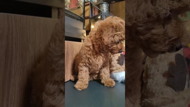 Девочка Тоечка Василиса