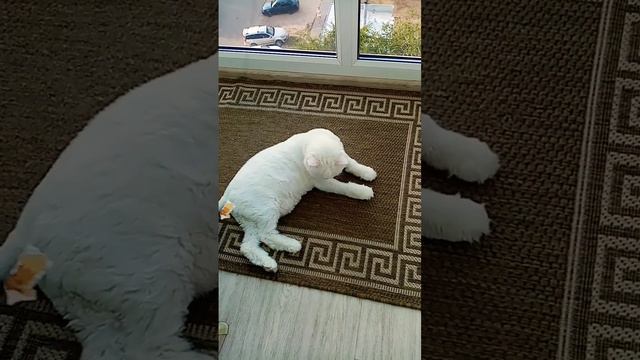 Мартин кот играет с фантиком.