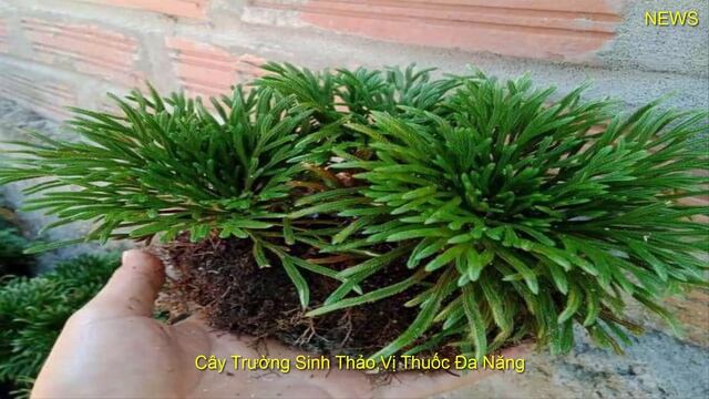 Cây Trường Sinh Thảo,Vị Thuốc Đa Năng.