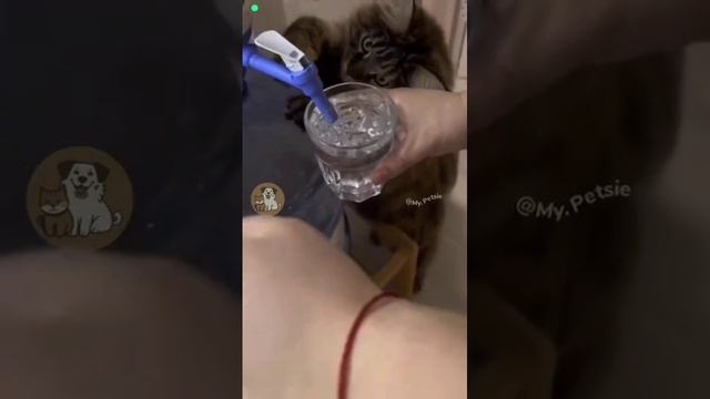 Эти забавные животные